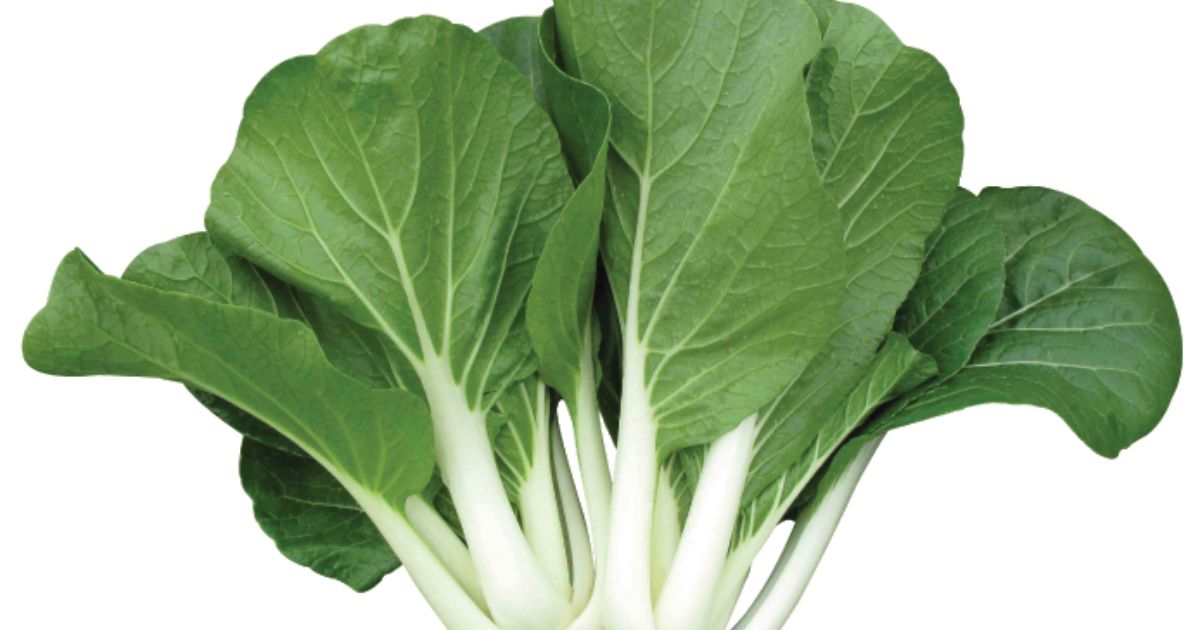 Pechay Production Guide: How to Grow Nutrient-Dense Chinese Cabbage