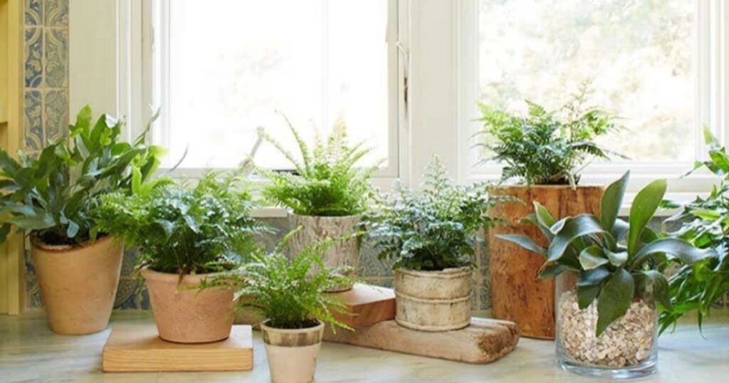 11 Best Indoor Plants For Oxygen: Oxygen-Producing Plants