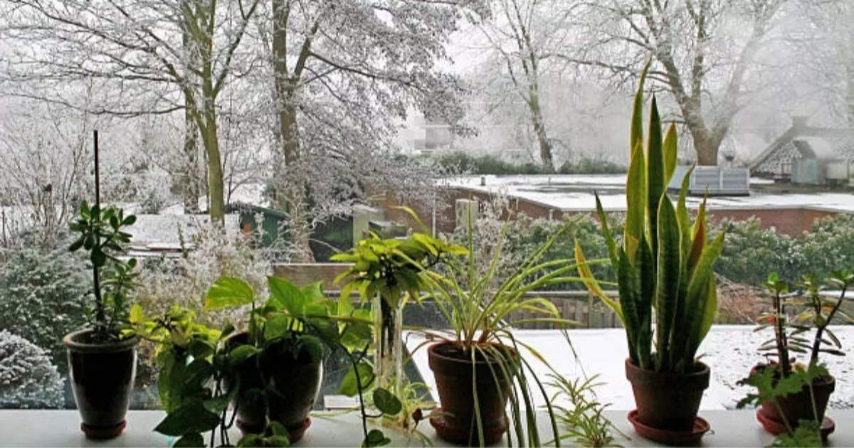 5 Warning Signs Your Plants Are Experiencing Cold Shock