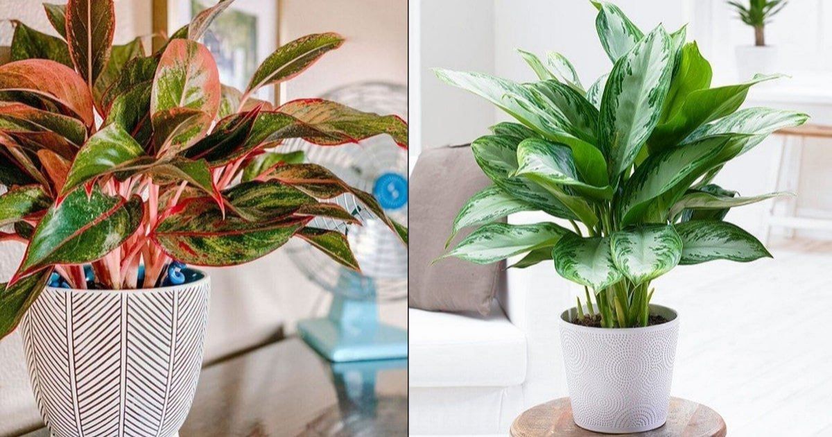 Aglaonema Pink Care: The Essential Guide to Maintenance