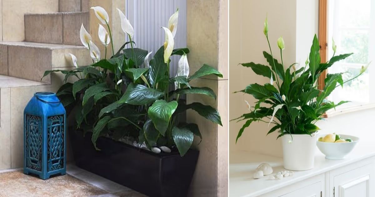 How to Fertilize a Peace Lily - Plus Expert Tips on When to Do It