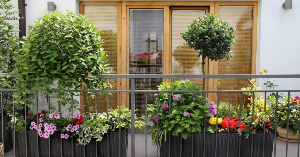 Perfect Entrance Plant: Best Plants for Entrance as Per Vastu