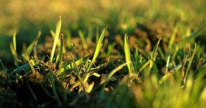 Should I Mix Grass Seed with Topsoil?