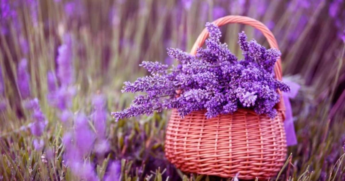 THE FUNDAMENTALS OF GROWING GORGEOUS LAVENDER