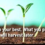How To Fertilize Pepper Plants For A Big Harvest! The Simple Secrets To Success
