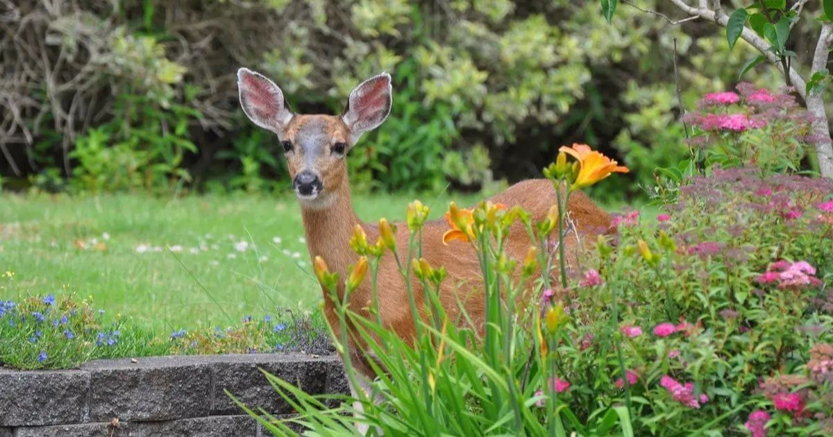 How to Keep Deer Out of the Garden: Effective Strategies and Solutions