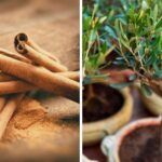 Title: Six Ways to Boost Plant Health in the Garden Using Cinnamon