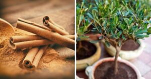 Title: Six Ways to Boost Plant Health in the Garden Using Cinnamon