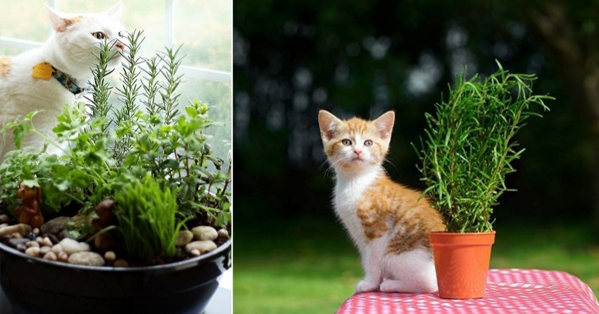 Are Spider Plants Toxic to Cats?