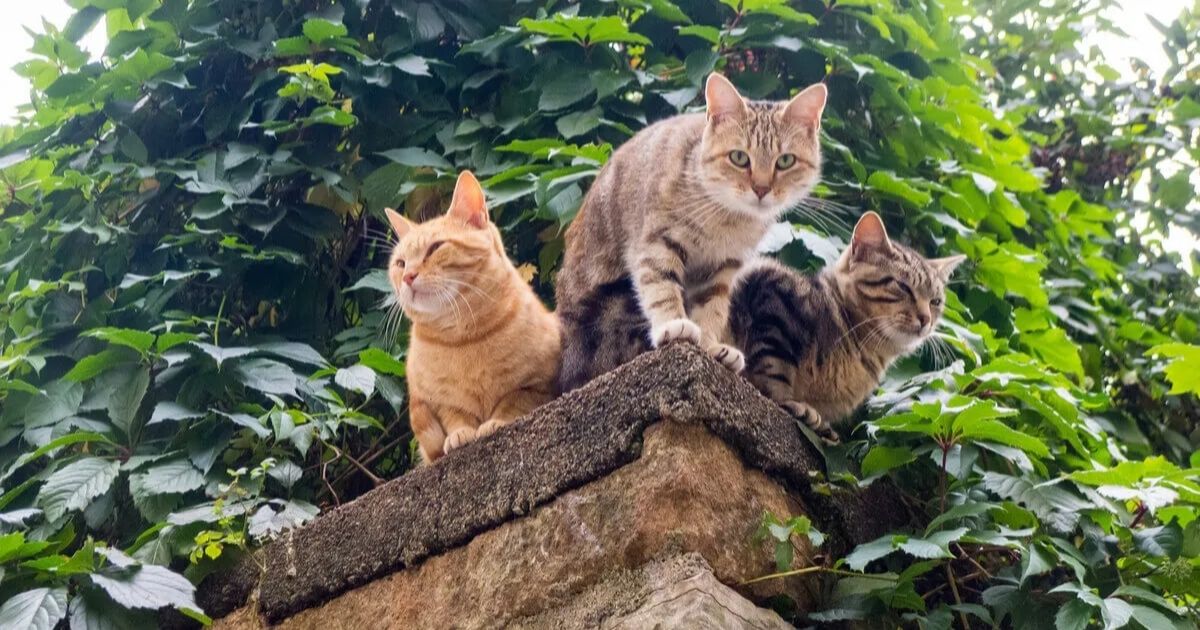 How to Keep Cats Out of Gardens: Effective and Humane Methods