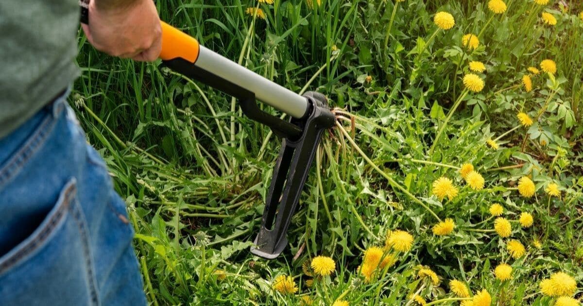  5 Top Lawn Weeds You Can Do Without