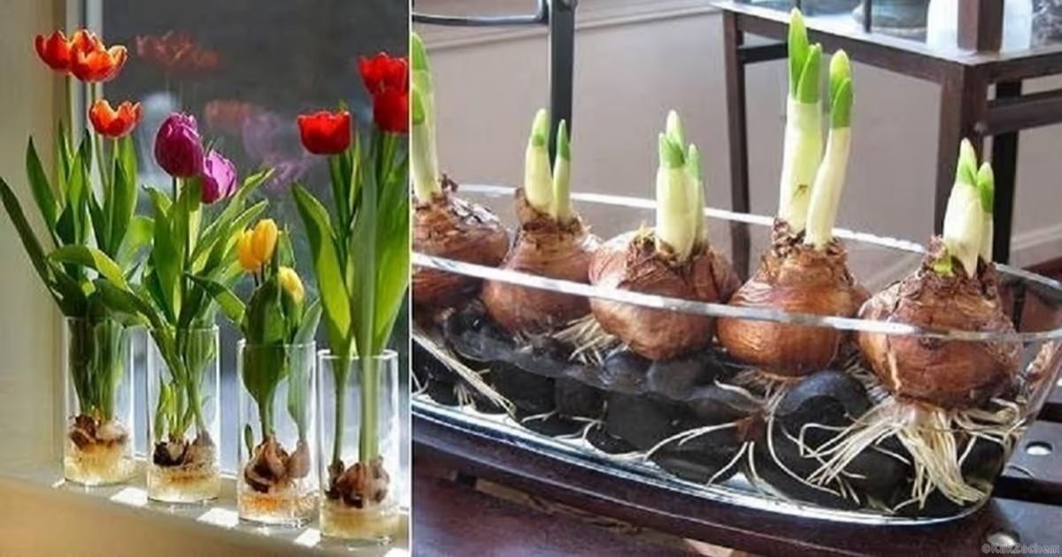 Can I Plant Tulip Bulbs in the Spring?