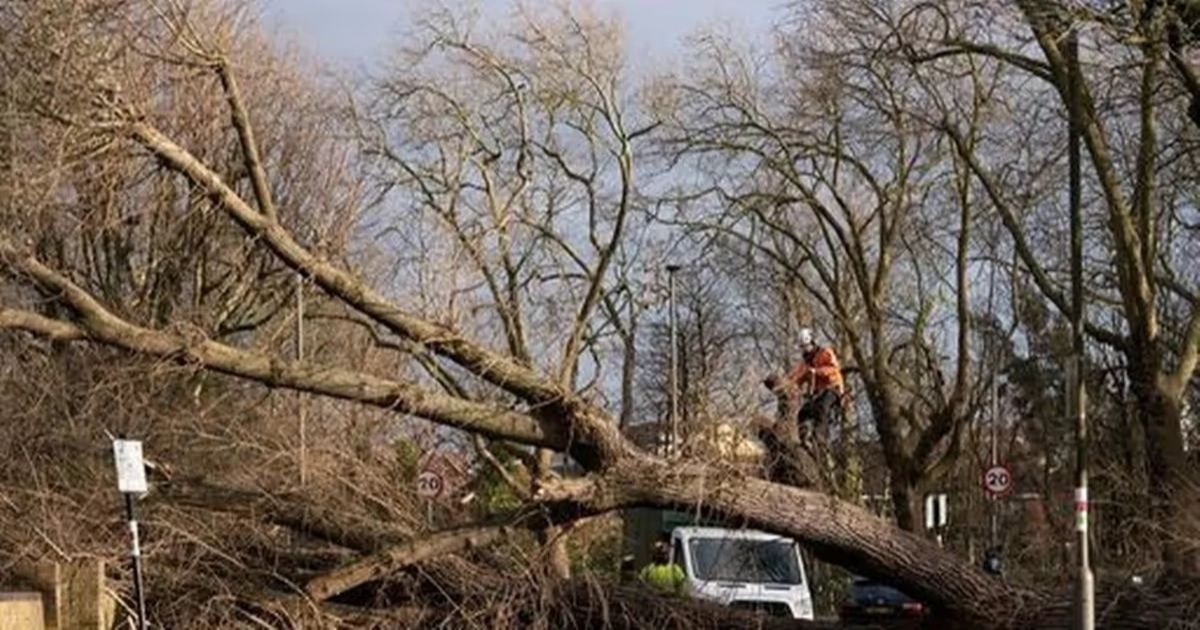 Certified and Fully-Equipped Tree Surgeons in London