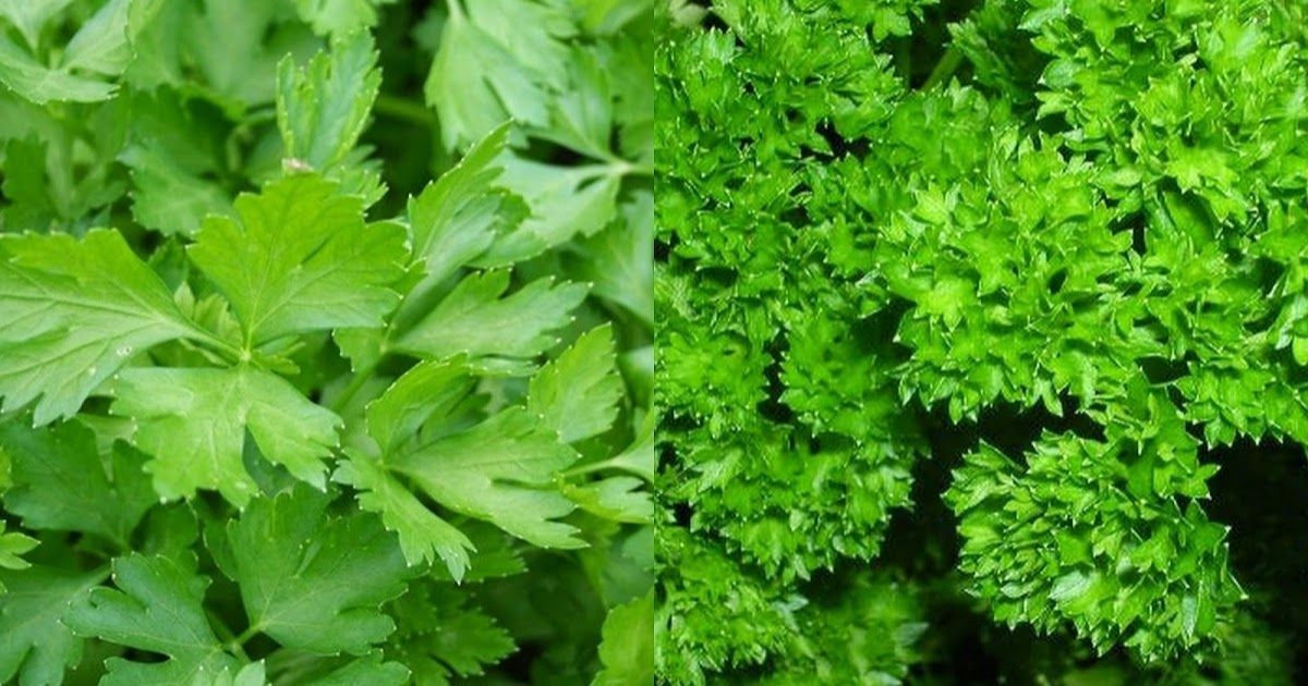 Cilantro vs. Parsley: What's the Difference?