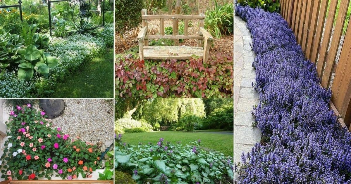 Herbs That Actually Grow Well in Shade