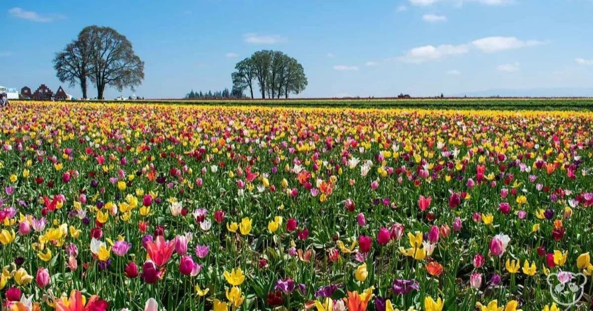 How Long Do Tulips Bloom?