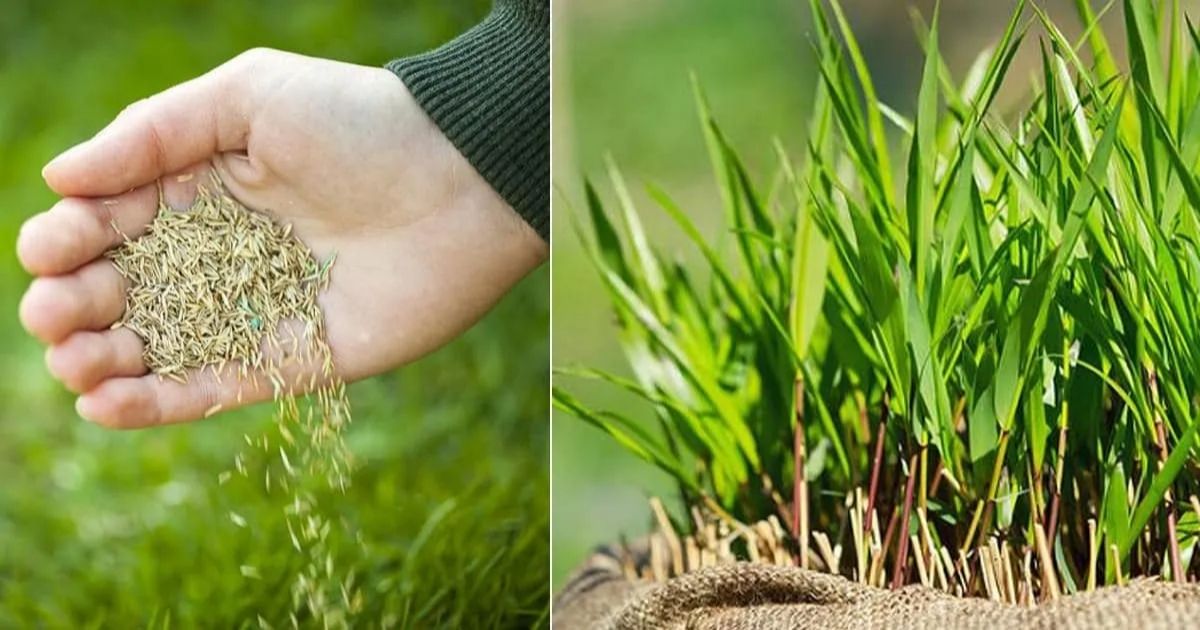 HOW TO PLANT TALL FESCUE GRASS SEED