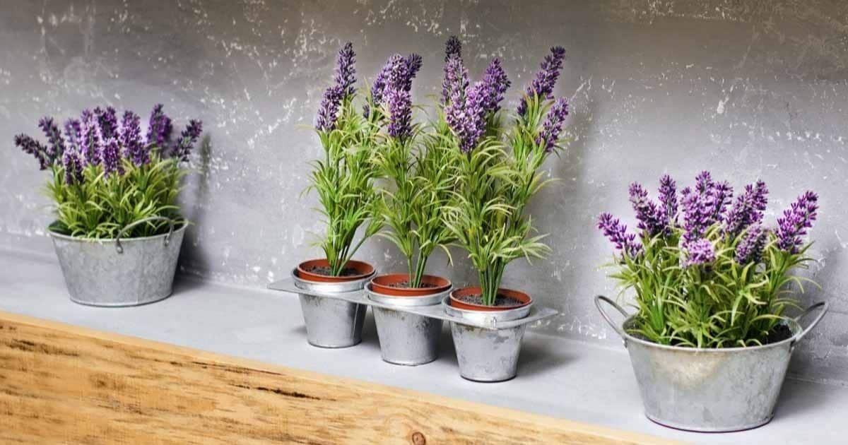 Lavender Companion Plants: Enhancing Your Herb Garden