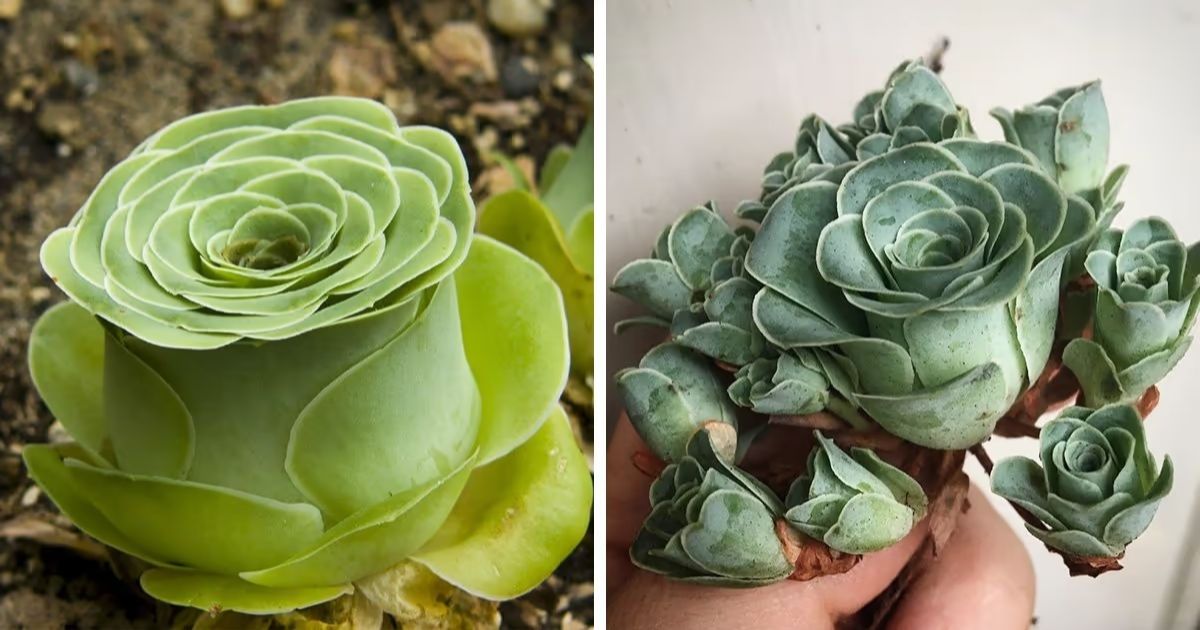 Mastering the Art of Replanting Succulents: A Comprehensive Guide