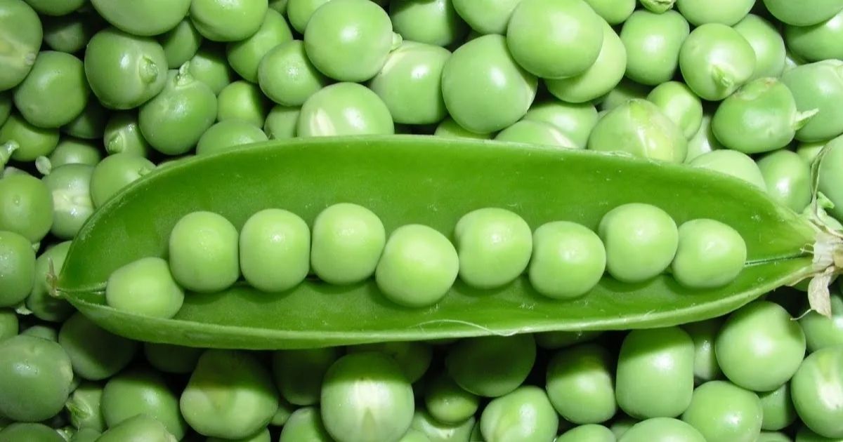 Sugar Snap Peas: How to Plant and Grow