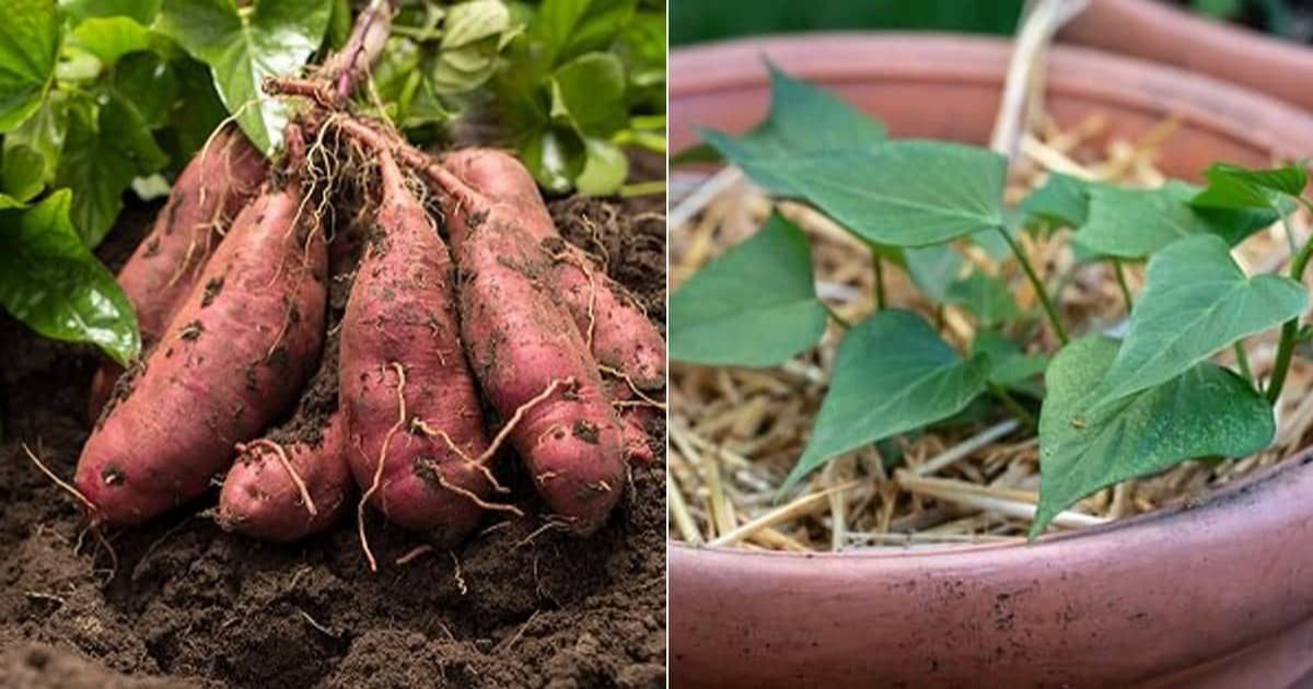 Sweet Potatoes: How to Harvest & Cure