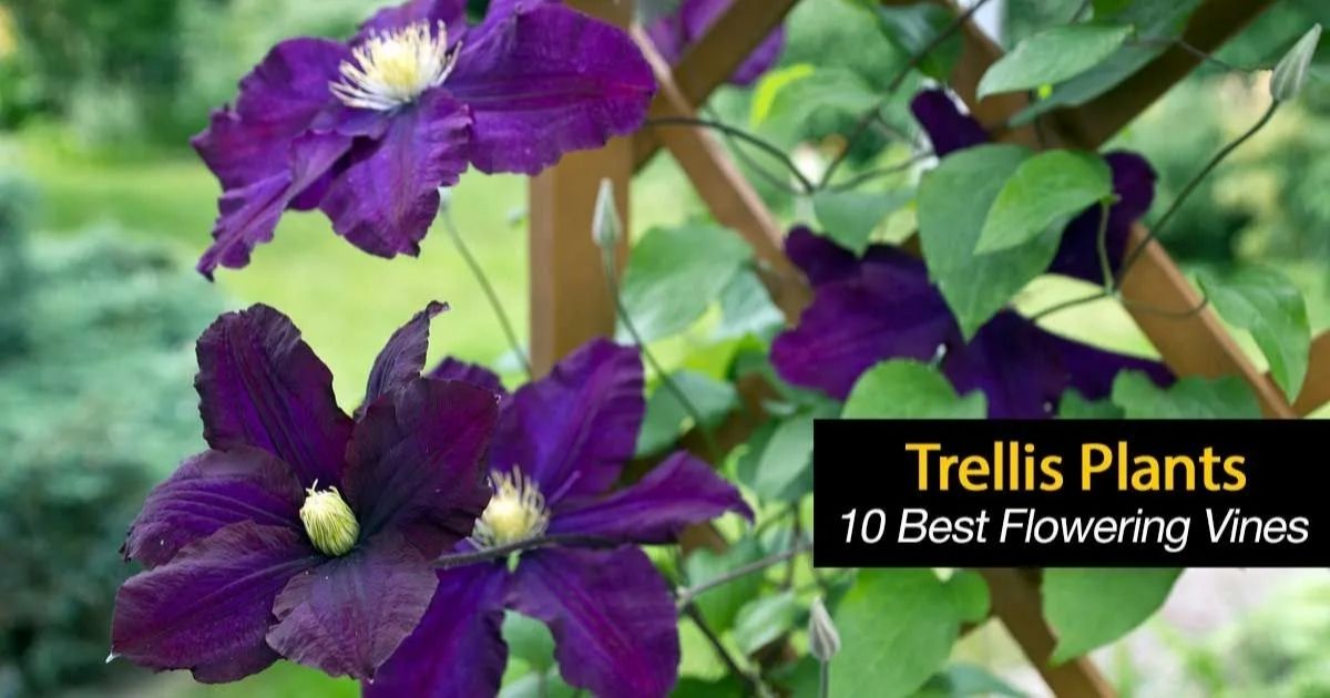 The 10 Best Flowering Vines for Shade