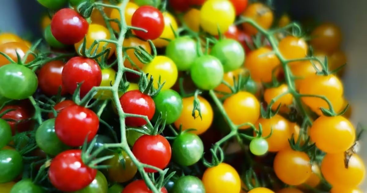 The Best-Tasting Cherry Tomatoes to Grow