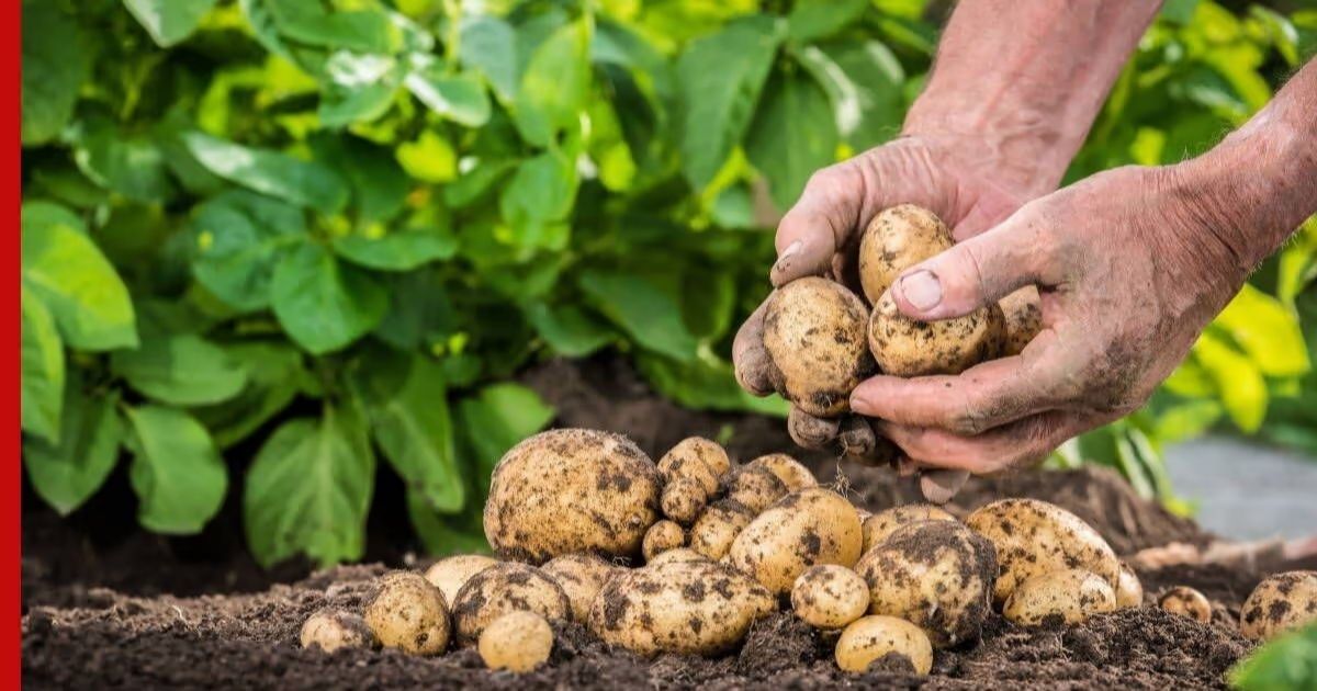  The Secret Life of Potato Flowers