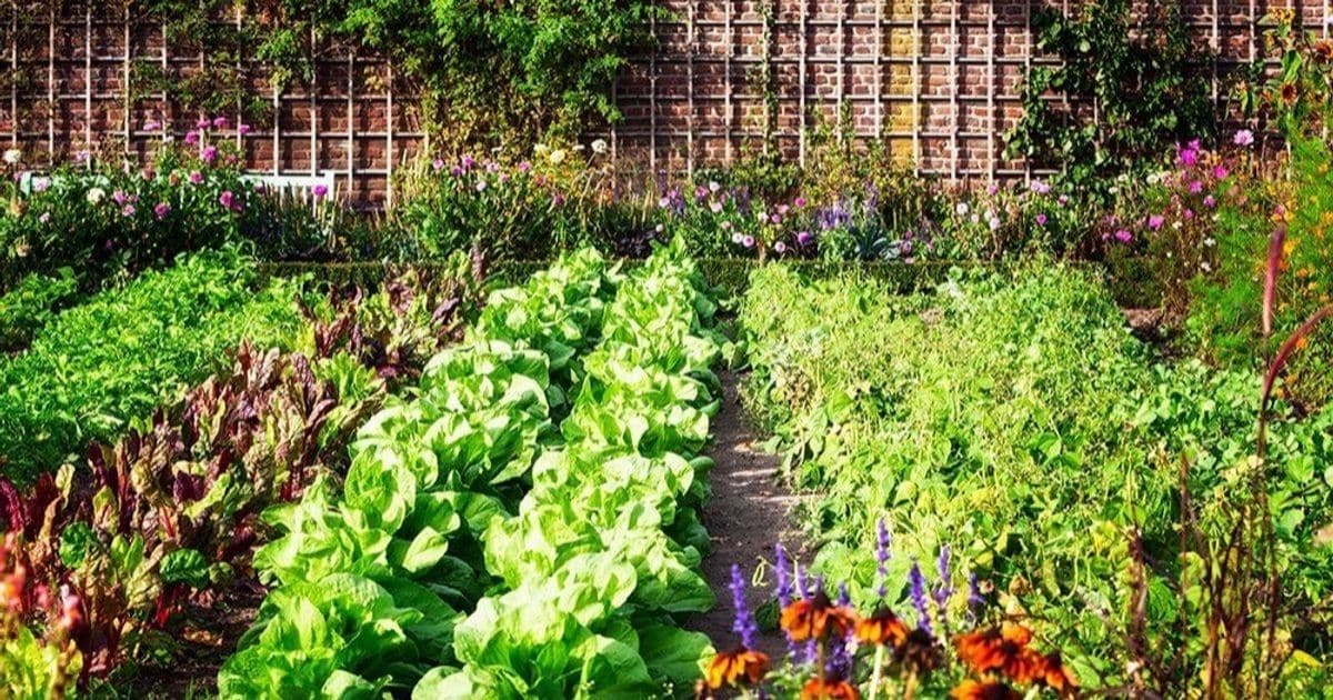 Top 10 Flowers to Plant in Your Vegetable Garden