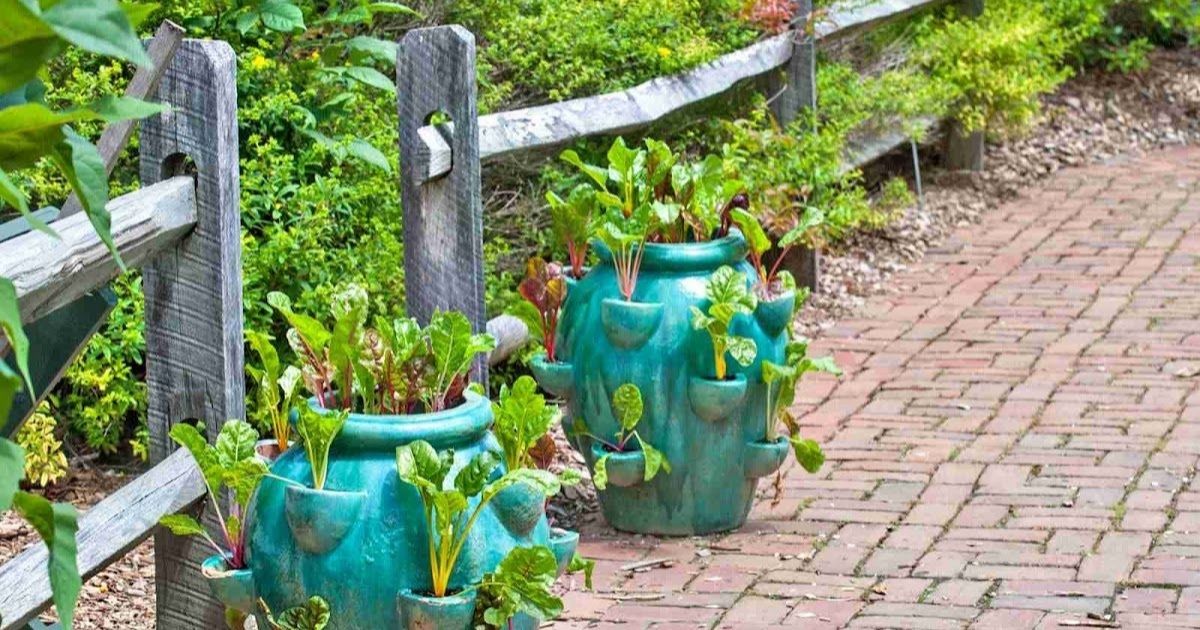 Vegetable Container Gardening for Beginners