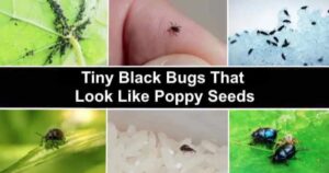 14 Tiny Black Bugs That Look Like Poppy Seeds