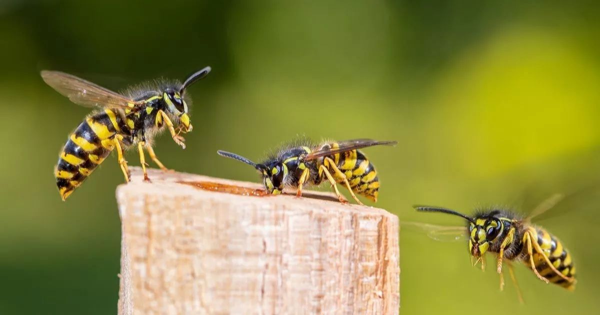 5 Common Wasps in Florida and How to Identify Them