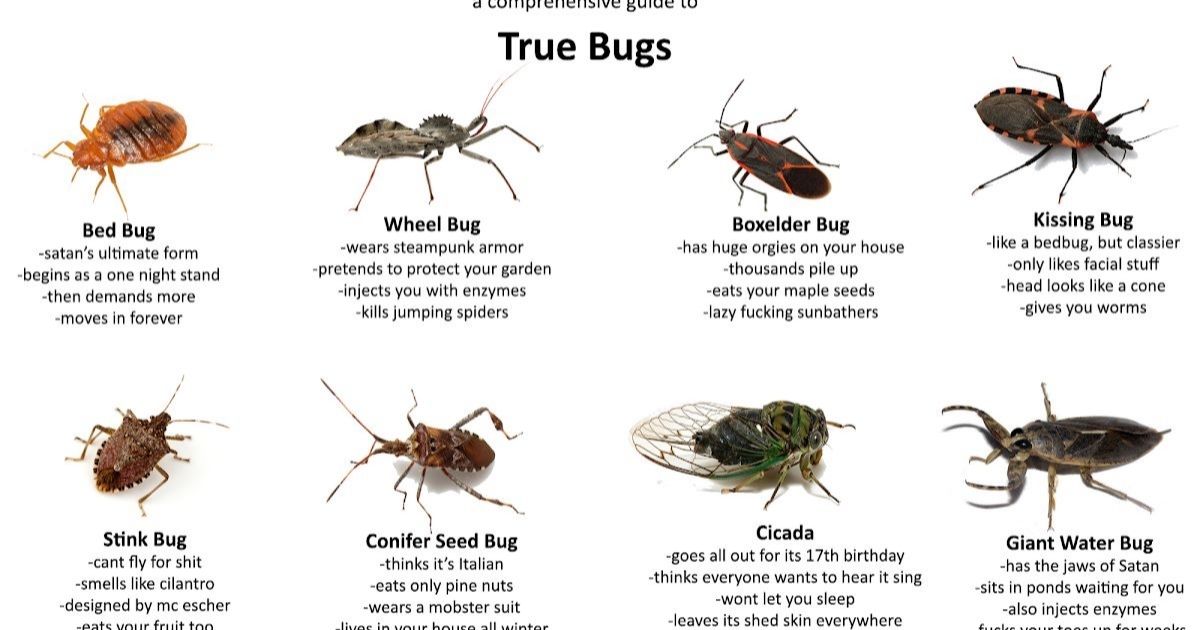  A Water Bug Identification Guide (Explained with Pictures)